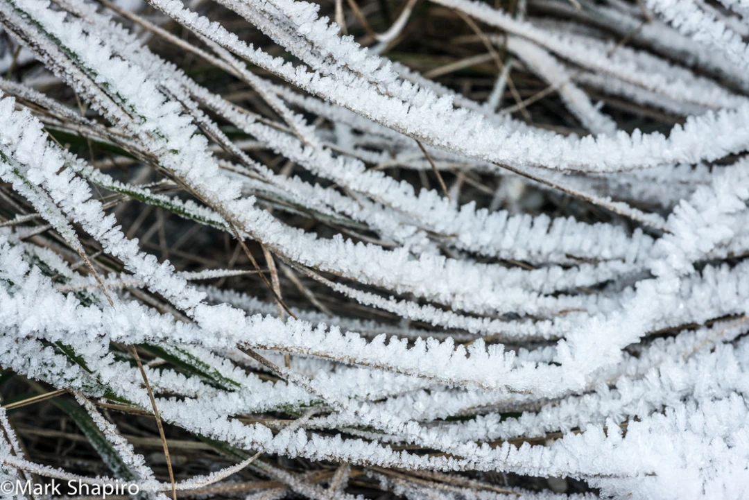 Elements-Ground Frost-331