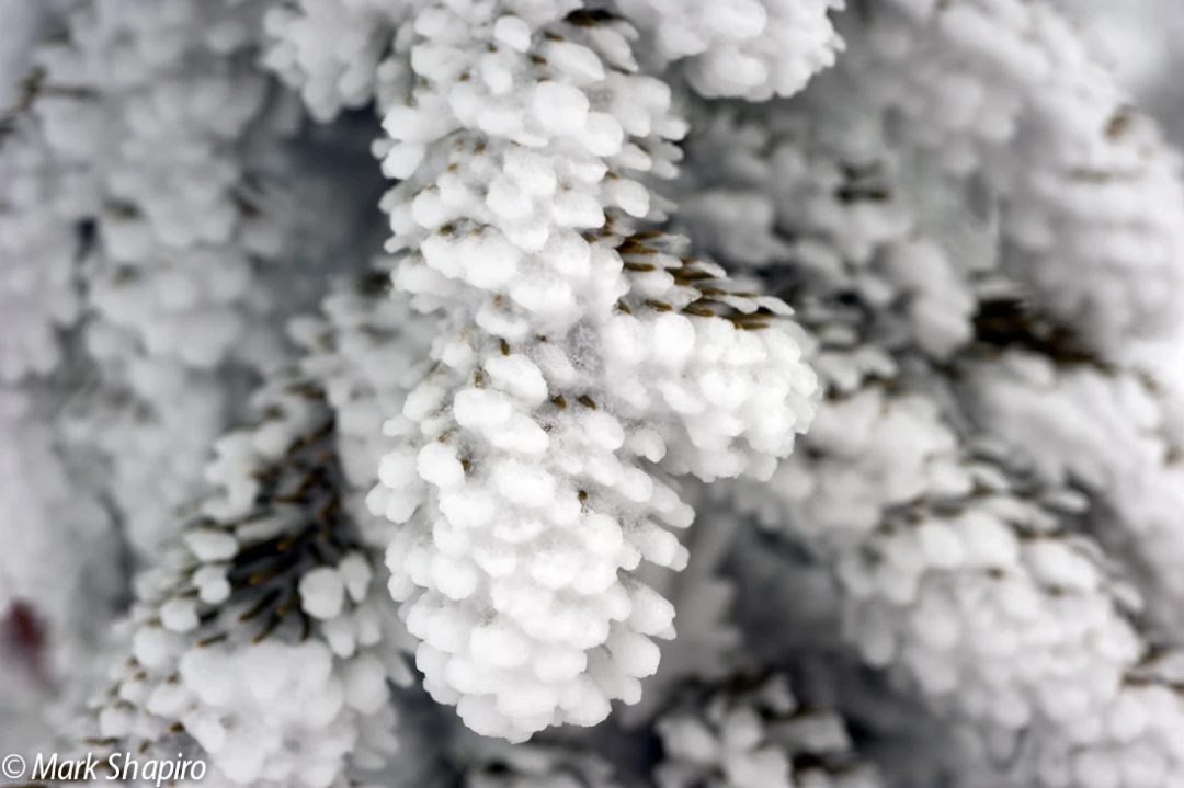 Elements-Trees-159