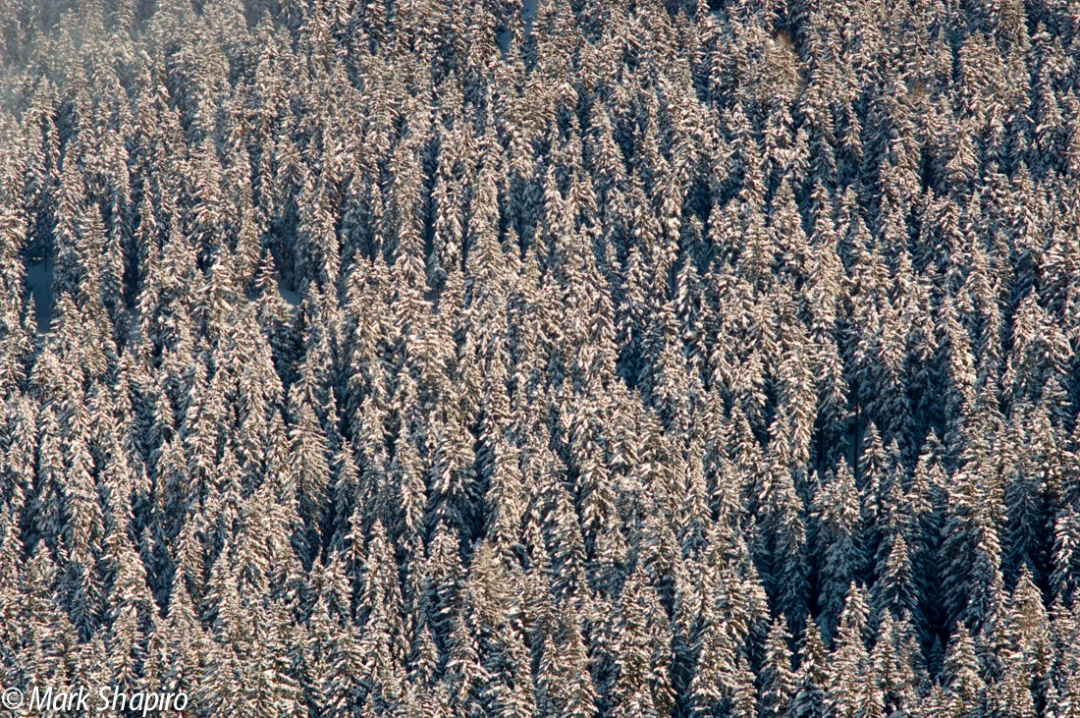 Elements-Trees-90