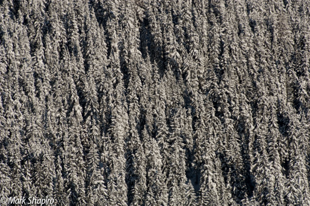 Elements-Trees-91