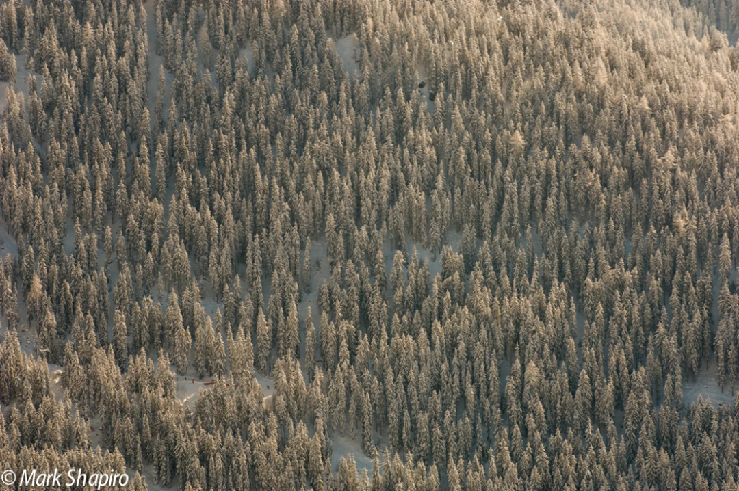 Elements-Trees-92