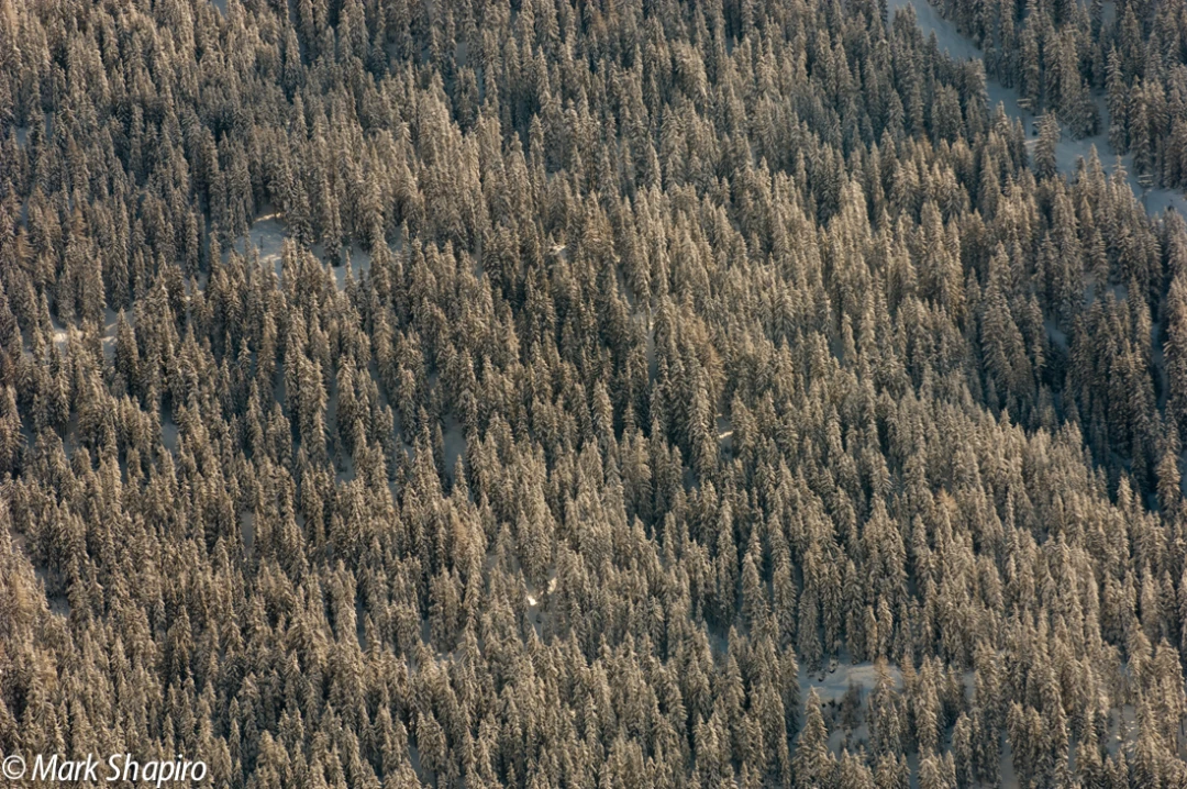 Elements-Trees-94