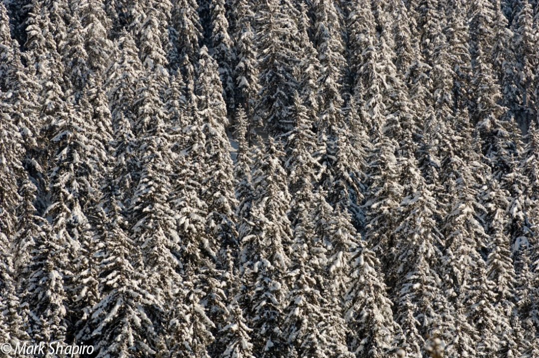 Elements-Trees-96