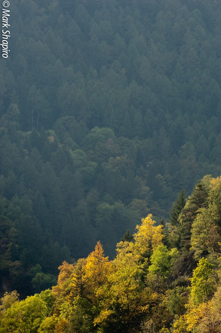 Elements-Trees-98